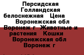 Персидская Голландская белоснежная › Цена ­ 5 000 - Воронежская обл., Воронеж г. Животные и растения » Кошки   . Воронежская обл.,Воронеж г.